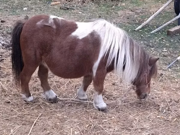 فرس, Miniature horse