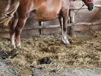 Yegua, Caballos — foto 3