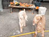 Mbuzi (kikundi, jinsia haijatajwa), Beetal goats — picha 8