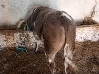Ng'ombe dume, Simmental cattle — picha 2
