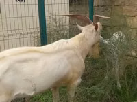 Mbuzi (kikundi, jinsia haijatajwa), Mbuzi — picha 1