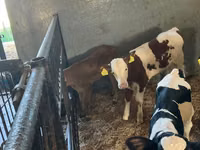 Cattle (batch, sex not specified), Russian Black pied cattle — photo 5