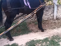 Farasi dume, Farasi — picha 1