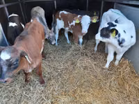 Bull, Pinzgauer cattle — photo 2