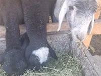 Ram, Sheep — photo 6