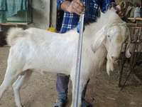 Mbuzi dume, Nubian Goat — picha 1