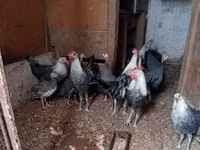 Pied — picha 2