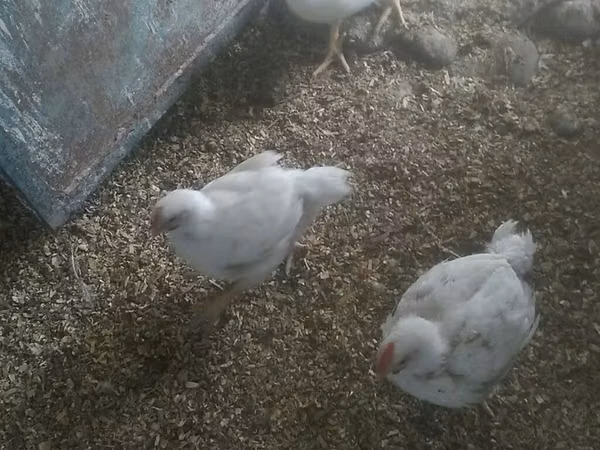Chickens