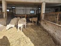 Cow, Charolais cattle — photo 6