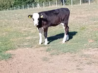 Vaca, Hereford — foto 4