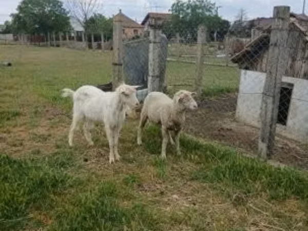 公羊, Merino sheep