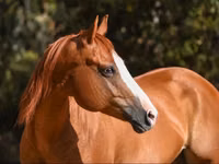 Yegua, Quarter Horse — foto 3