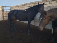 Hengst, Kushum Horse — Foto 6