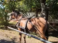 Caballo, Fjогd — foto 1