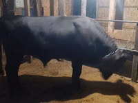 Ng'ombe dume, Swiss cattle — picha 2