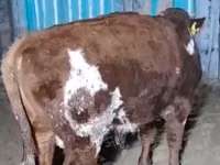 Ng'ombe jike, Latvian Blue cattle — picha 2