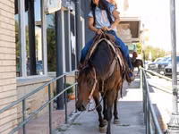 母马, Quarter Horse — 照片 4