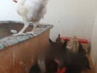 Ayam Cemani — picha 2