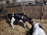 Bulle, Russian Black pied cattle — Foto 2