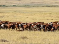 Toro, Cabeza Blanca Ucraniana — foto 1