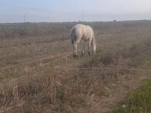Yegua, Caballos