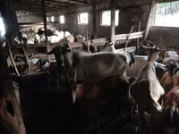 公山羊, Goats — 照片 2