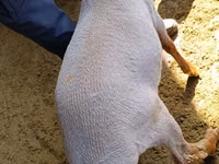 Widder, Kyrgyz Mountain merino sheep — Foto 4