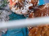 Bantam Pekín — foto 4
