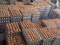 Premium farm fresh table chicken eggs for sale in bulk quantities at cheap price. — фото 2