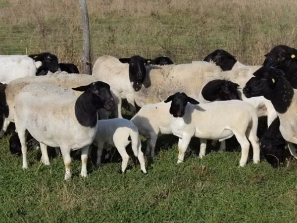 Kondoo (kikundi, jinsia haijatajwa), Dorper sheep