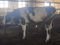 Toro, Simmental cattle — foto 3