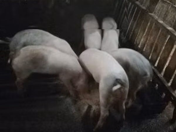 Eber, Schweine