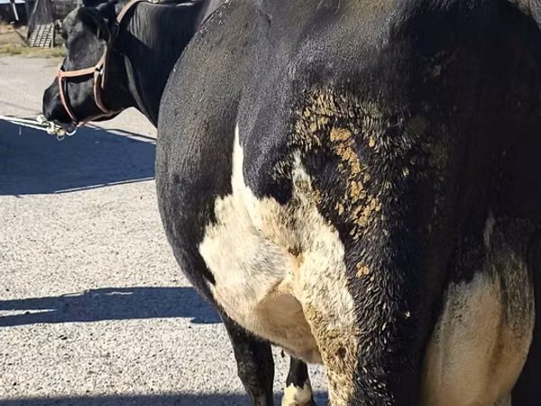 Ng'ombe jike, Banda la Holstein