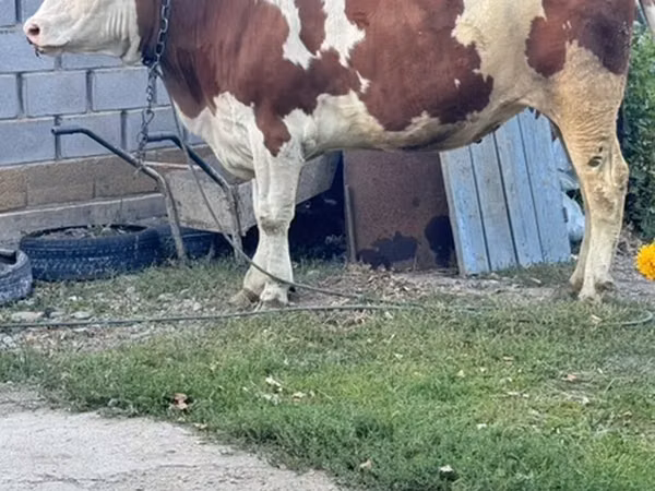 Cow, Montbéliarde
