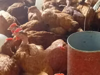 Chickens — picha 1