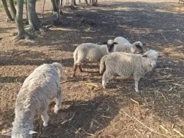 Ram, Sheep