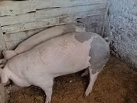 Säue, Schweine — Foto 1