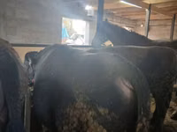 Bull, Cattle — photo 2