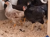 Chickens — picha 5