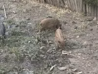 नर सूअर, सूअर — फ़ोटो 4