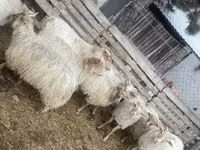 Kondoo jike, Racka sheep — picha 1