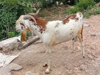 बकरियाँ (लॉट, लिंग निर्दिष्ट नहीं), बकरियाँ — फ़ोटो 4