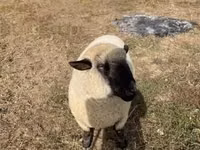 Dume la kondoo, Hampshire sheep — picha 3