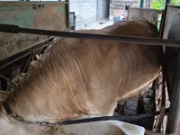 Ng'ombe dume, Auliakol breed — picha 3