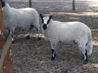 मेढ़ा, Cerry Hill sheep — फ़ोटो 3