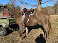Stute, Rocky Mountain Horse — Foto 5