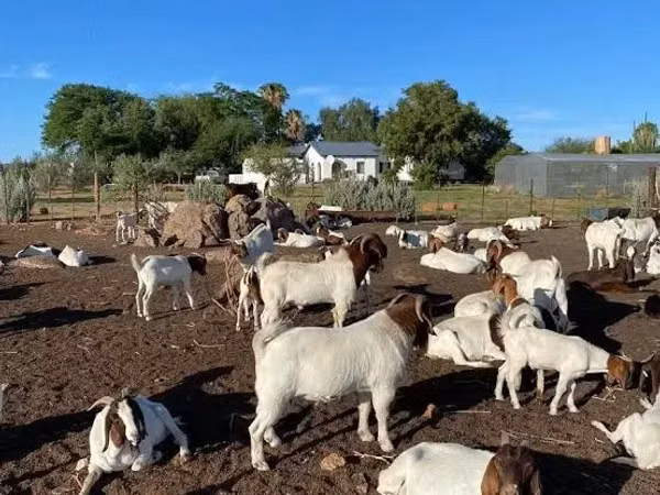 Mbuzi (kikundi, jinsia haijatajwa), Boer goat