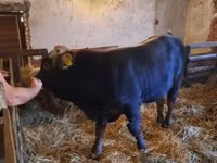 Bull, Brown Carpathian breed — photo 4