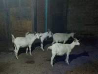 عنزة, Saanen goat — الصورة 2