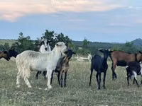 Mbuzi (kikundi, jinsia haijatajwa), Alpine goat — picha 2